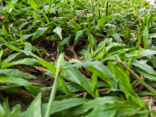 Selective focus. Grasses are the most numerous and ubiquitous family of monocotyledonous plants, with about 780 genera. Grass that grows wild in the garden.
