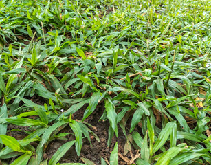 Obraz premium Selective focus. Grasses are the most numerous and ubiquitous family of monocotyledonous plants, with about 780 genera. Grass that grows wild in the garden. 