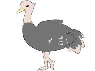 ダチョウ
