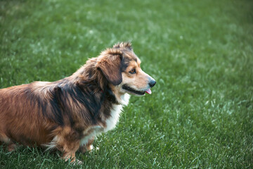 Cute dog sitting in the grass in the yard.