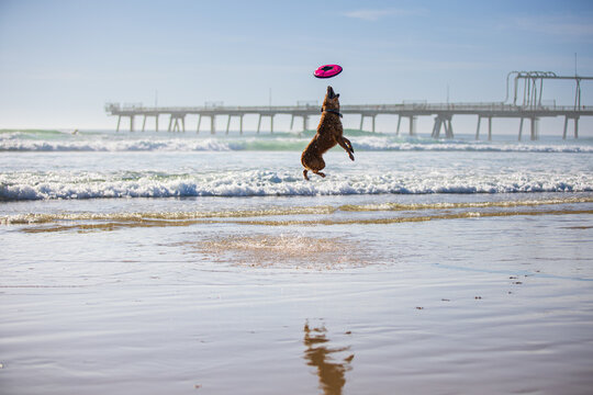 Dog jumping to catch frisbee on beach with a pier in the background