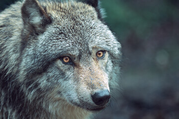 Expressive Gray wolf, also known as timber wolf, looking intently at you