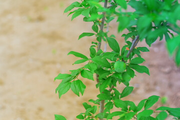 Small tree of a young plum tree with unripe green fruits and leaves against the background of dug up earth in a flower bed with sunlight