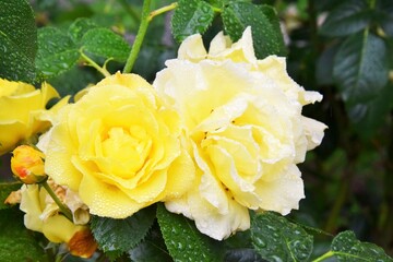 Beautiful tea rose after the rain