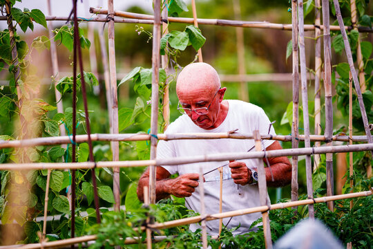 Farmer fixing beans in Villajoyosa