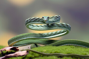 Green vine snake ready to attack