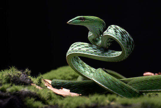 Green vine snake ready to attack