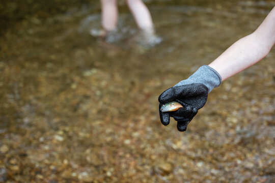 Gloved hand holding small sun fish caught in river