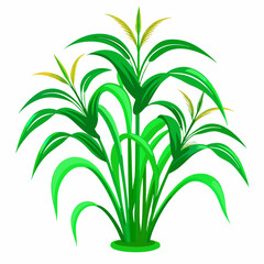Green Napier grass vector