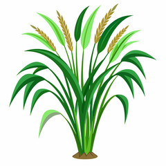 Green Napier grass vector