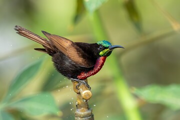 Male scarlet-breasted sunbird (Chalcomitra senegalensis) perched on a griffin in Gambia
