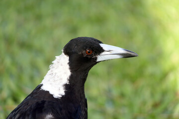 Close up portrait of an Australian Magpie bird with green grass in the background