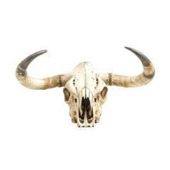 cow skull isolated on white background


