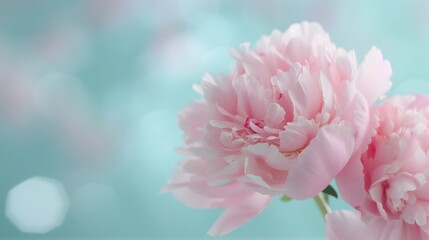 Obraz premium Peony flowers, soft-focus vintage garden backdrop, soft shadows, represent prosperity, lush and abundant composition.