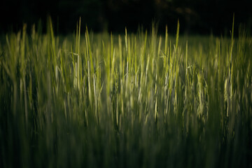 Obraz premium wheat field on the background of sunset