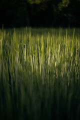 wheat field on the background of sunset