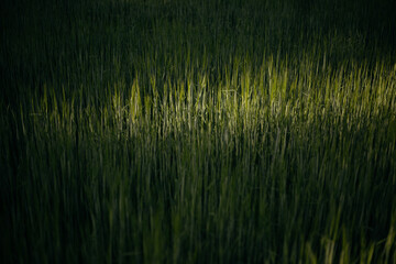 wheat field on the background of sunset