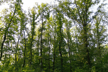 trees in the forest