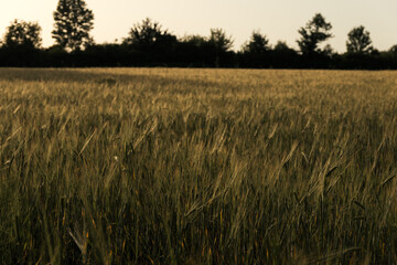 wheat field on the background of sunset