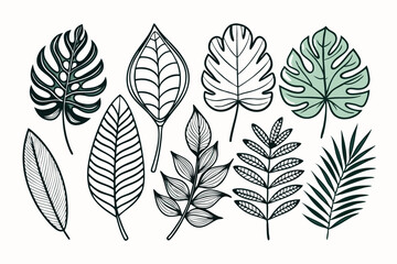 Fototapeta premium set of different tropical leaves vector illustration