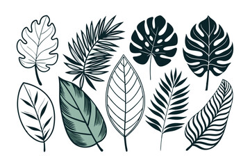 Fototapeta premium set of different tropical leaves vector illustration
