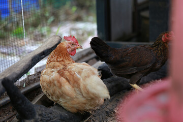 rhode island red chicken in local farm