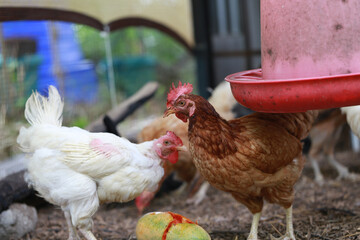rhode island red chicken in local farm