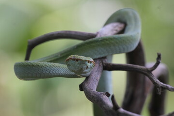 snake, viper snake, viper tropidolaemus subannulatus perched on a dry wood grove in the forest of Kalimantan 