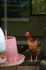 rhode island red chicken in local farm