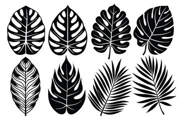 set of different tropical leaves vector illustration