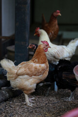 rhode island red chicken in local farm