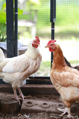 rhode island red chicken in local farm