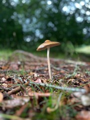 Mushroom in the forest. 