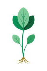 Naklejka premium Bloodroot plant minimal design vector illustration