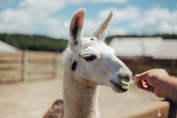 Obraz premium llama walking outdoors and eating cabbages