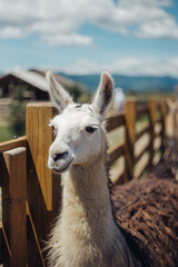 Obraz premium llama walking outdoors and eating cabbages
