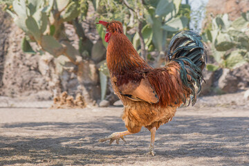 Majestic Rooster In Desert Landscape With Cacti