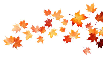 PNG Maple leaves backgrounds plant leaf.