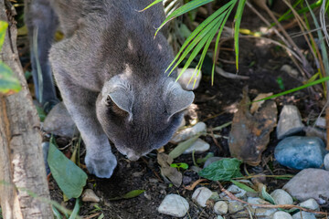 Cat Digging in the Dirt: Natural Behavior of Feline in the Garden