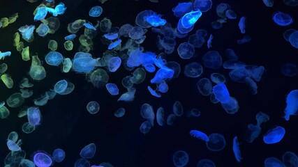 Glowing jellyfish swimming gracefully in a dark aquarium tank under colorful lights - Powered by Adobe