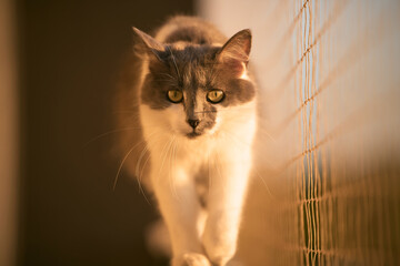 Cute kitten enjoys fresh air on balcony ledge Safety net in place