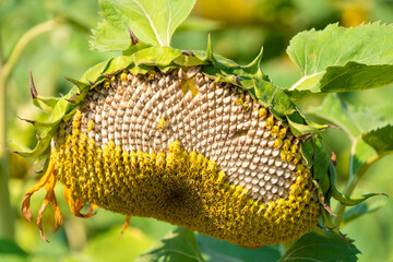 Common sunflower (Helianthus annuus) hangs to the ground.