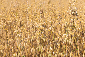 Field of oat (Avena sativa). the common oat.