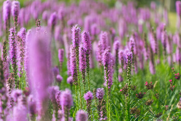 Beautiful purple Liatris spicata flowers, close-up. the dense blazing star