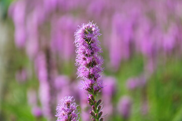 Beautiful purple Liatris spicata flowers, close-up. the dense blazing star