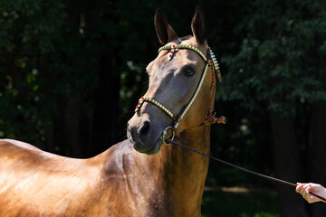 Akhal-Teke horses in a stud farm, Ashgabat, Turkmenistan 