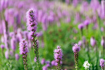 Beautiful purple Liatris spicata flowers, close-up. the dense blazing star