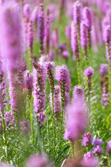 Beautiful purple Liatris spicata flowers, close-up. the dense blazing star
