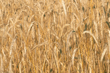 Field of Rye (Secale cereale), close-up.