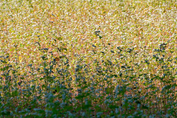 Field of Buckwheat (Fagopyrum esculentum).